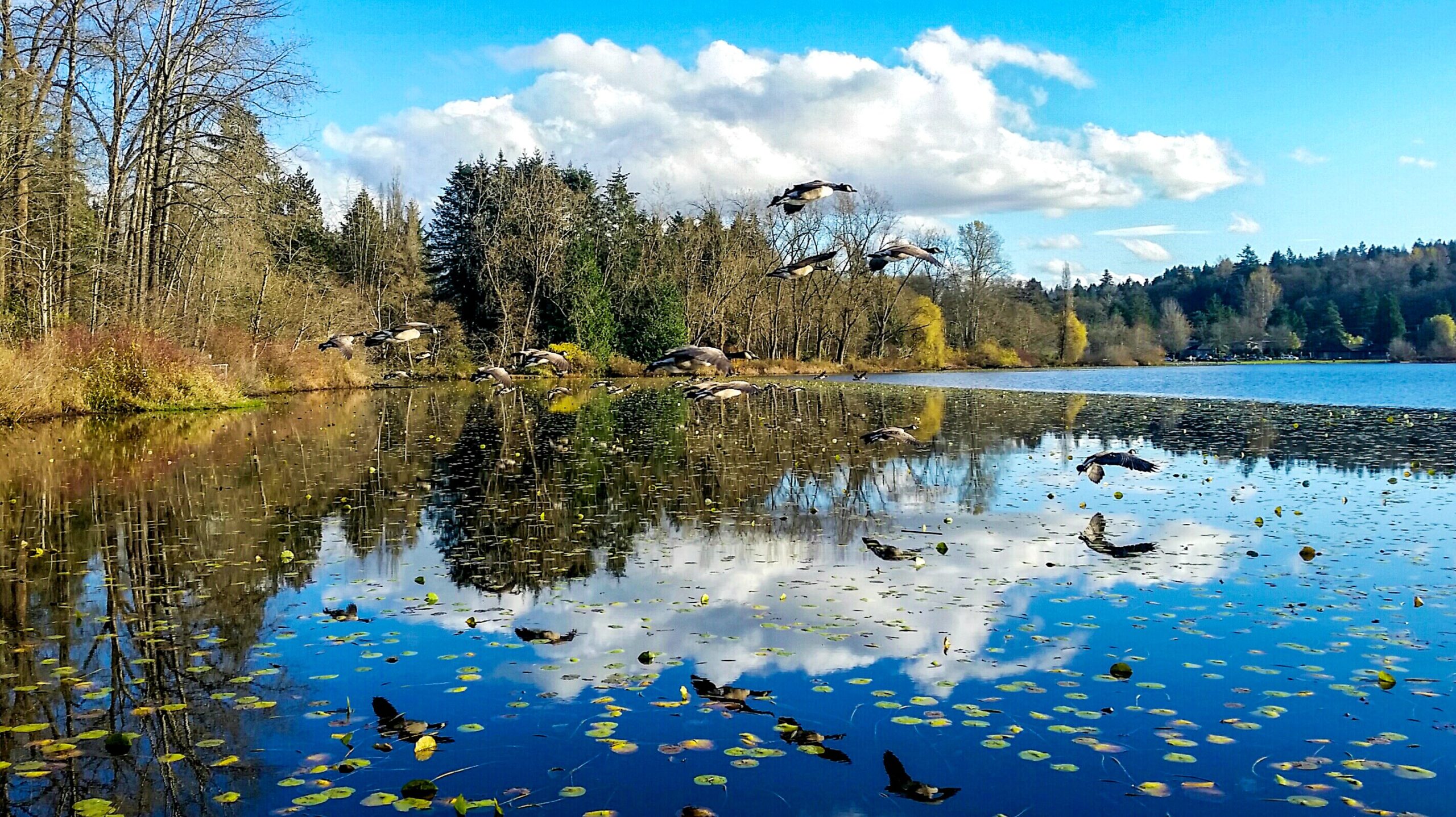Central Park, Burnaby — a green corridor between Metrotown and Highgate